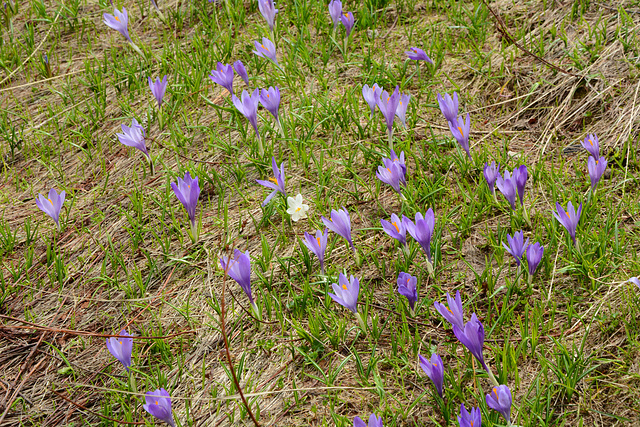 Bulgaria, Crocuses of Pirin Mountains