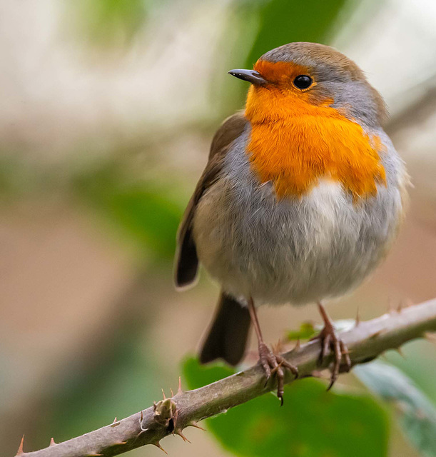 Robin