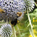 20230719 2483CP~V [D~LIP] Kugeldistel, Honigbiene, Helle Erdhummel, Gelbbindige Furchenbiene (Halictus scabiosae), Bad Salzuflen