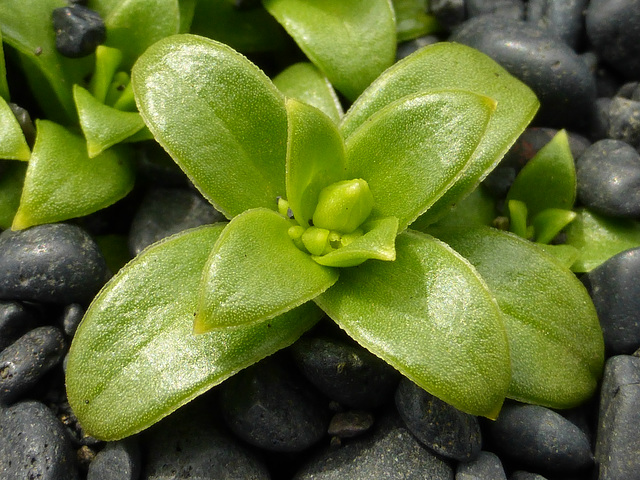 Je suis charnu et gras