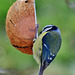 Blue Tit feeding