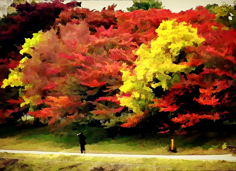 Maple and cherry trees, Duck River, Kyoto