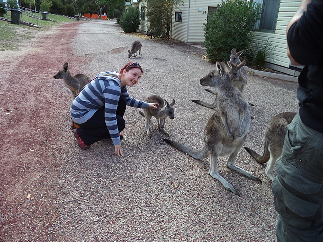 little kangaroos