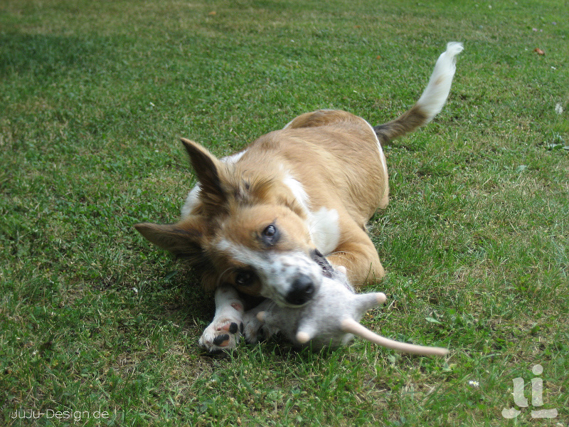 Von Hunden und Mäusen