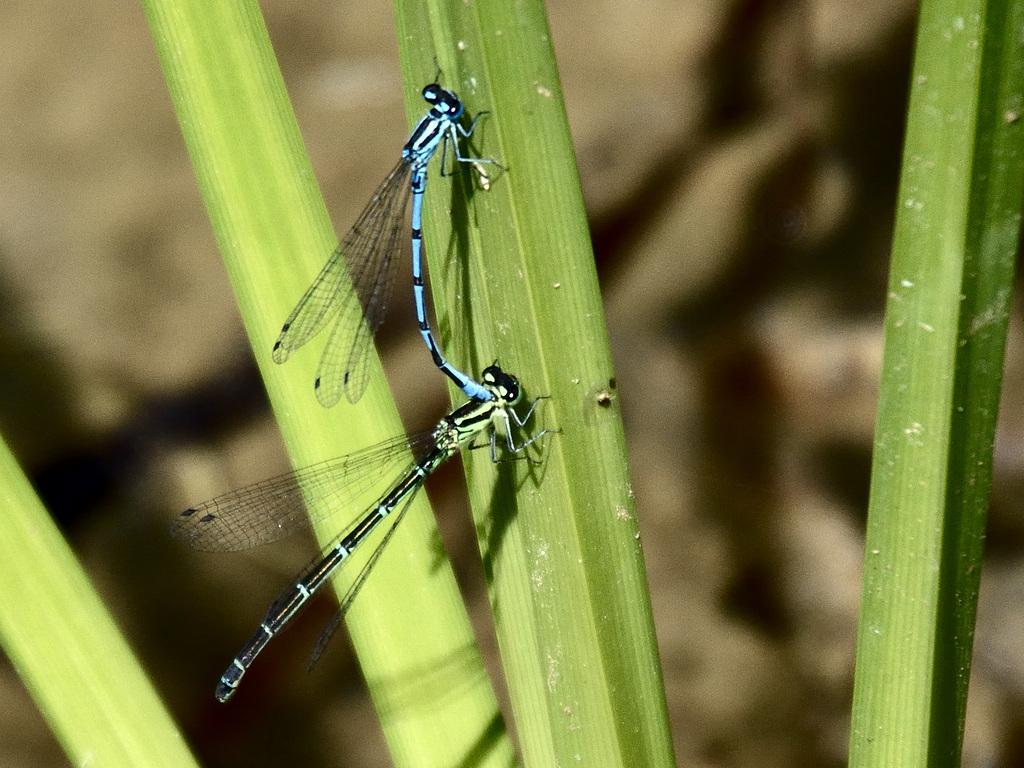 Azure Bluet m+f (Coenagrion puella) DSB 0457