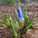 The first Snow Crocus that is early even for them ! 16-1-2016