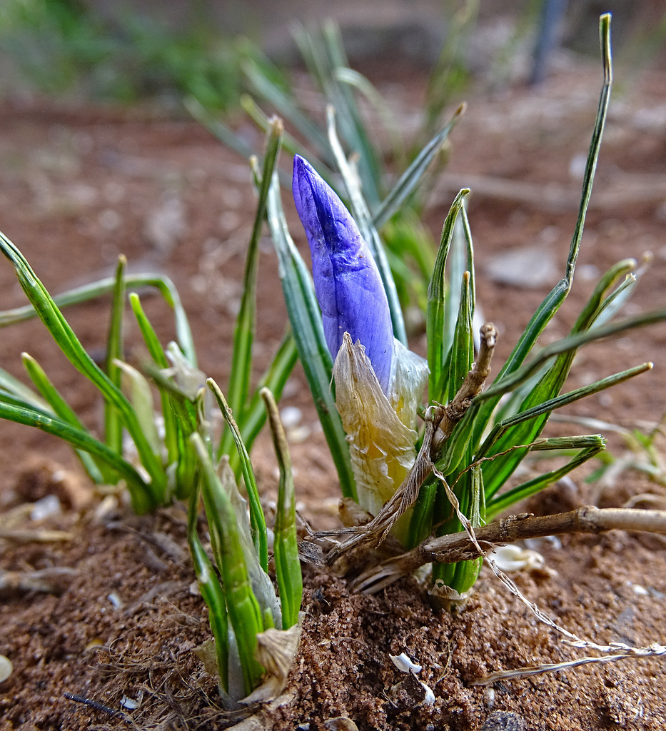 The first Snow Crocus that is early even for them ! 16-1-2016