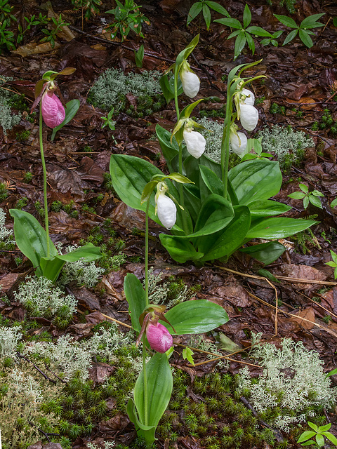 Cypripedium acaule (Pink Lady's-slipper orchid) white form