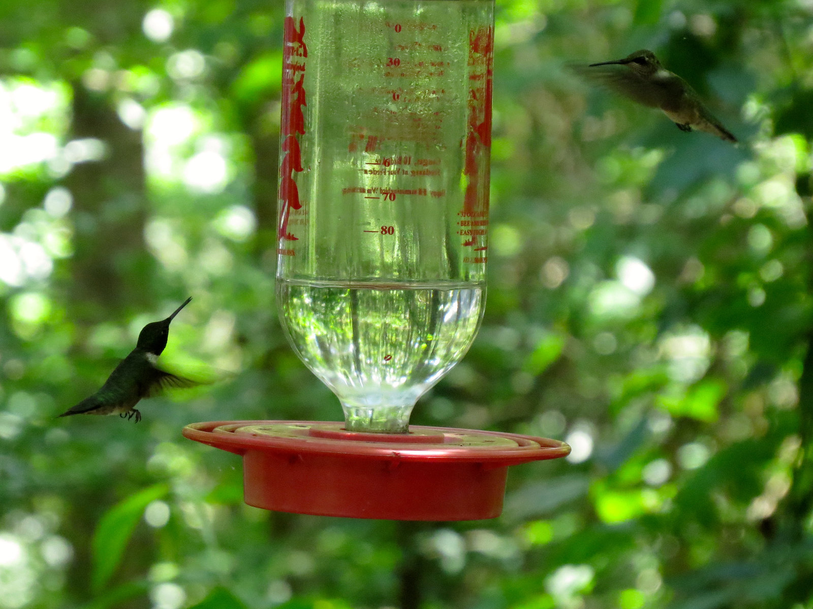 Hummingbirds