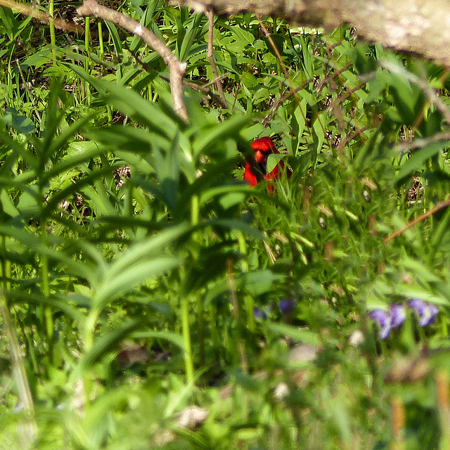 My only male Cardinal photo, Pt Pelee : (