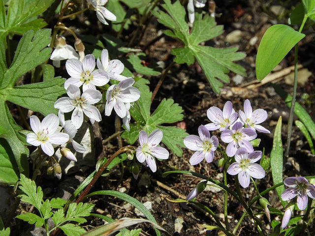 Wildflowers, Pt Pelee