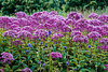 The Oudolf Field with a Nikkor-H Auto 85mm f/1.8 on a Canon SLR