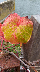 ornamental vine in autumn