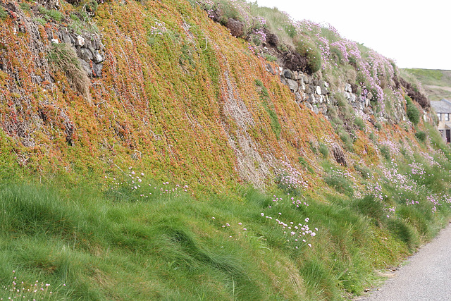 Wild Flowers In Cornwall