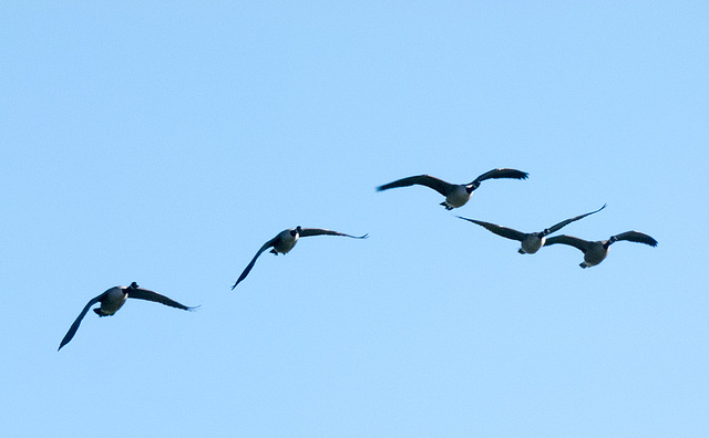 Incoming geese