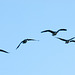 Incoming geese