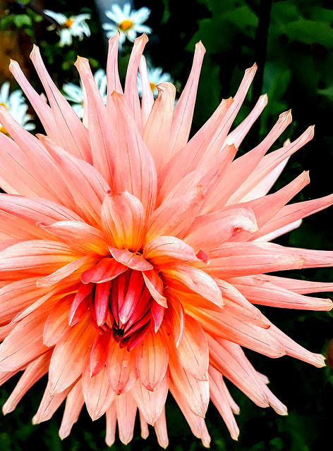 Dahlia With Daisies.