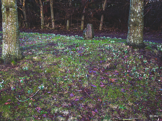 Snowdrops under the oaks