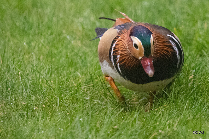 Mandarins