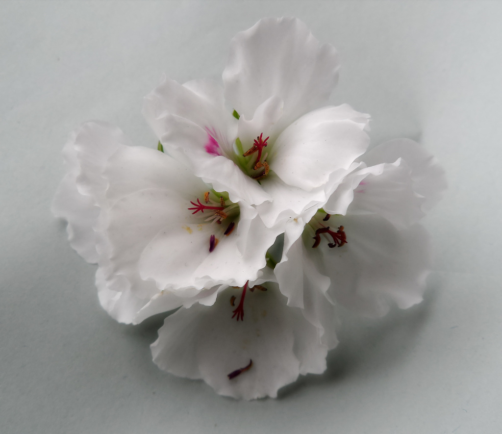 pelargonium grandiflorum