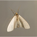 IMG 1773 Moth