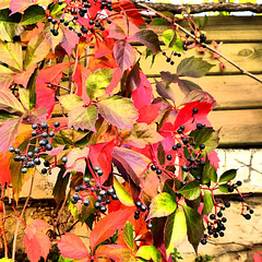 Petits fruits Petits fruits
