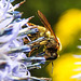 20230719 2485CPw [D~LIP] Kugeldistel, Gelbbindige Furchenbiene (Halictus scabiosae), Bad Salzuflen