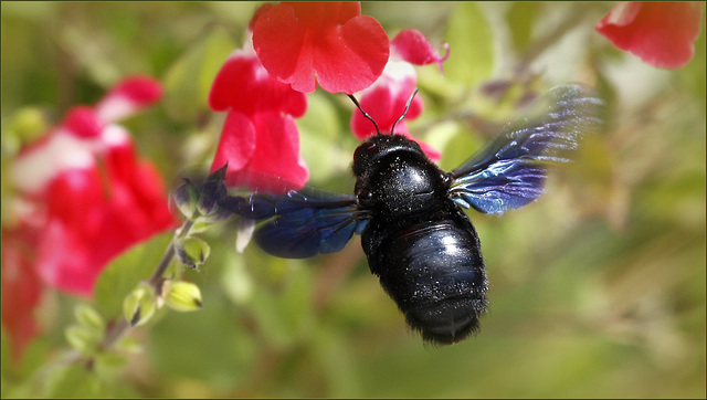 Abeille charpentière