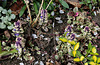 Ajuga reptans tricolor
