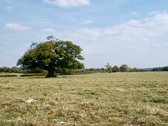 A shady place for a cuppa approaching Earl's Common