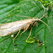 Insect macro