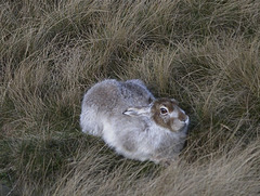 Mountain Hare