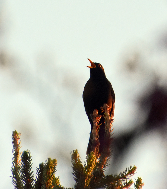 Abendgesang einer Amsel