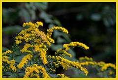 Solidago--(Gulden roede)