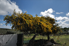 Acacia retinodes, Fabaceae, Penedos