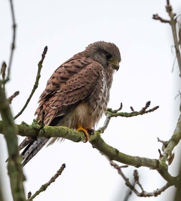 Kestrel