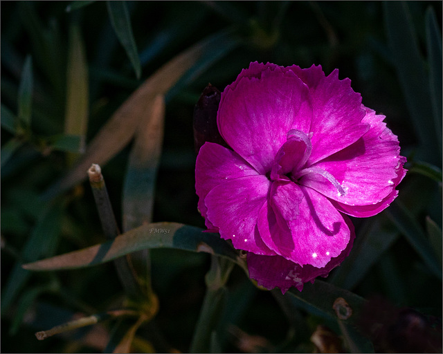 die zweite Blüte der Gartennelken