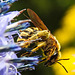 20230719 2486CPw [D~LIP] Kugeldistel, Gelbbindige Furchenbiene (Halictus scabiosae), Bad Salzuflen