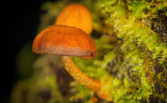 Den Baumpilz mit verschiedenen Sichtweisen gesehen :)) The tree fungus viewed from different perspectives :)) Le champignon de l'arbre vu sous différents angles :))
