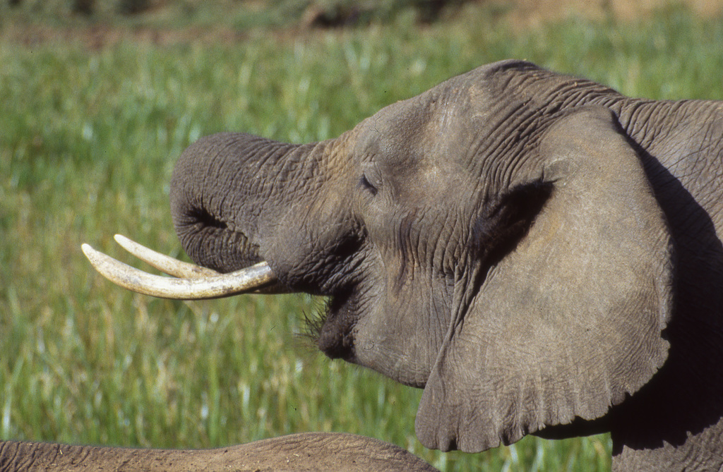 African Elephant drinking