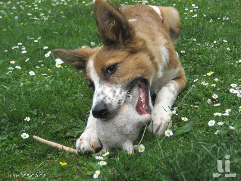 Von Hunden und Mäusen