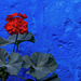 Rojo sobre azul, Convento Santa Catalina Arequipa