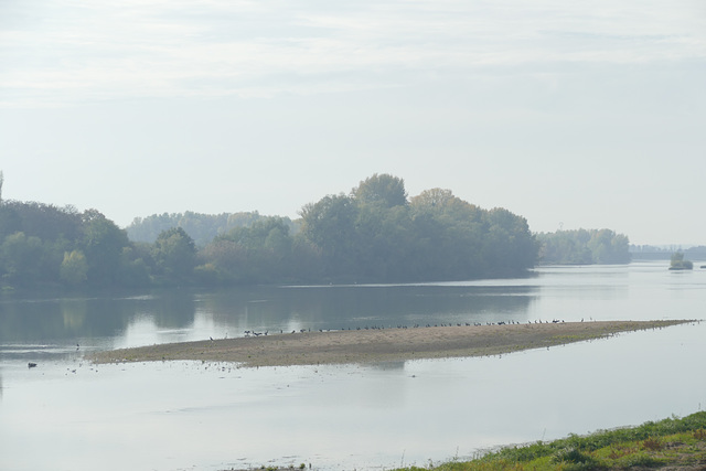 L'île aux cormorans.