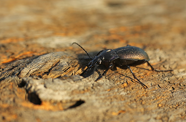 Violet Ground Beetle