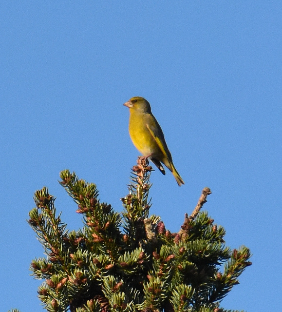 Grünfink auf der Tannenspitze
