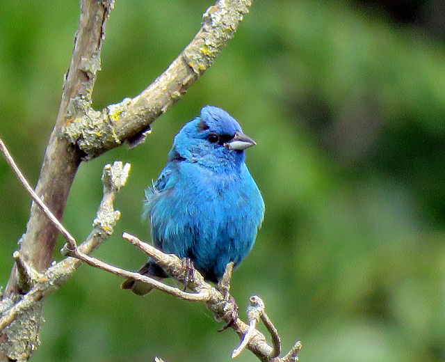 Indigo Bunting (Passerina cyanea)