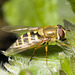 IMG 0268 Hoverflyv2