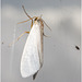 IMG 1780 Moth