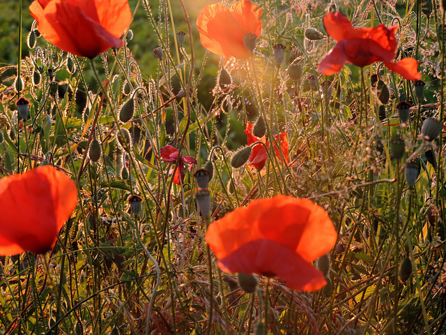 i have just been away from half past 10,to half past 10 for the evening  Sun among the poppies