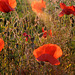 i have just been away from half past 10,to half past 10 for the evening  Sun among the poppies